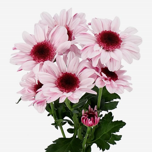 CHRYSANT SPR. STRESA