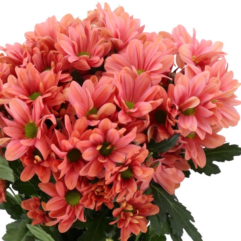 CHRYSANT SPR. SUMMER LOVE