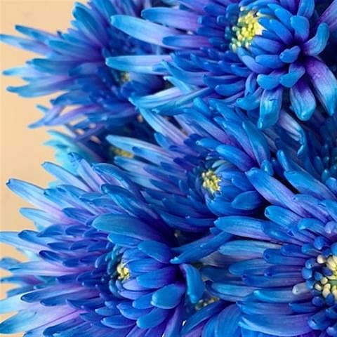CHRYSANT SPR. TOPSPIN DYED BLUE LAGOON