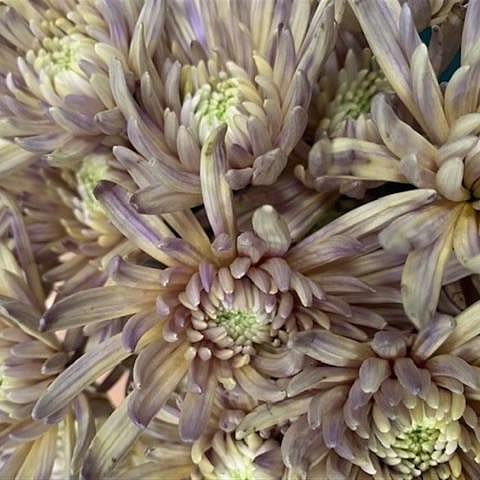 Chrysanthemum Spray Purpetta