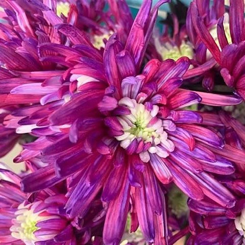 Chrysanthemum Spray Purpetta