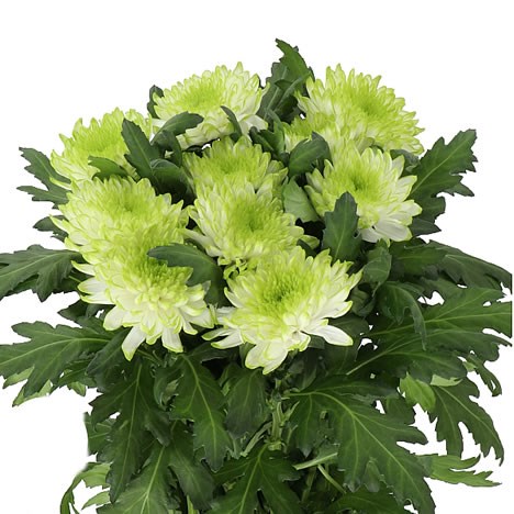 CHRYSANT SPR. ZEMBLA LIME