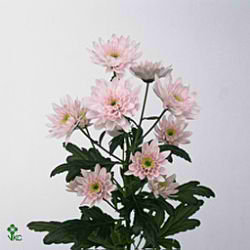 CHRYSANT SPR. euro pink