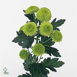 CHRYSANT SPR. feeling green