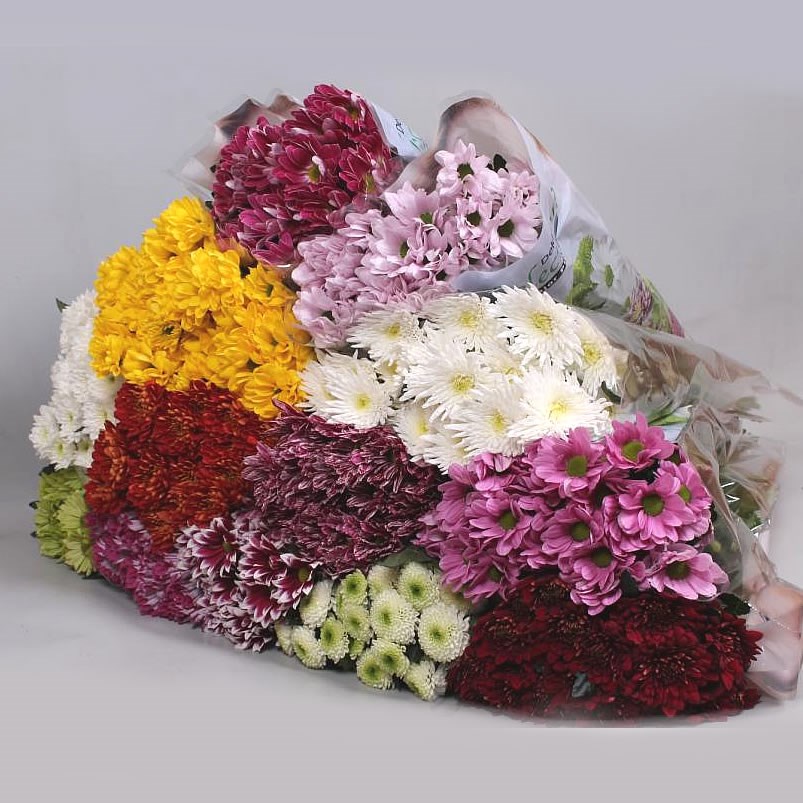 CHRYSANT SPR. DEKKER MIX