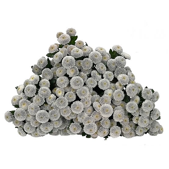 CHRYSANTH SAN. DYED DUSTY GREY