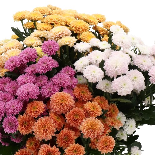CHRYSANTH SAN. MILLER MIX