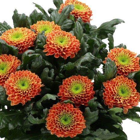 CHRYSANT SGL. SOUVENIR ORANGE
