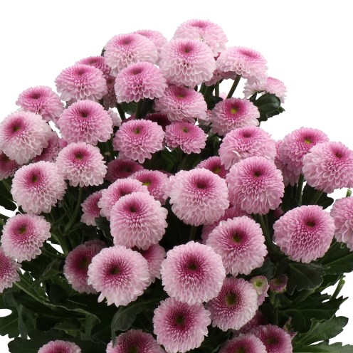 CHRYSANTH SPR. SUGARBUNNY