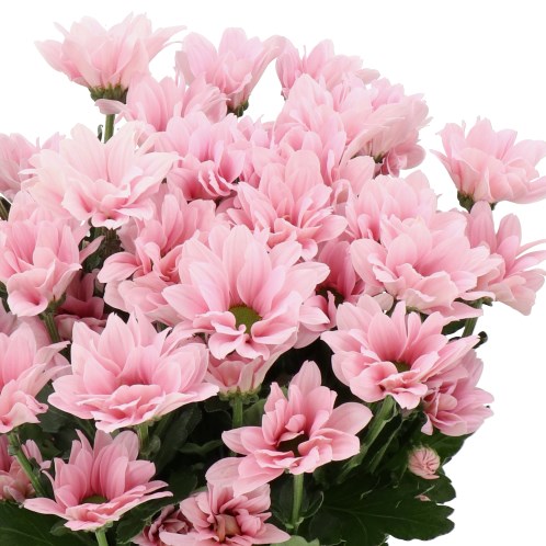 CHRYSANT SPR. BABE