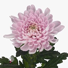 CHRYSANT SGL. ALJONKA