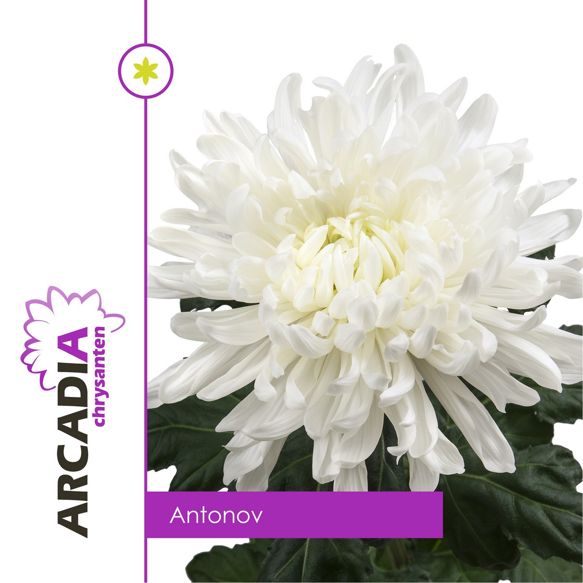 CHRYSANT SGL. ANTONOV