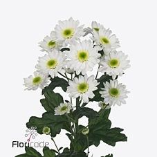 CHRYSANT SPR. ARMIN