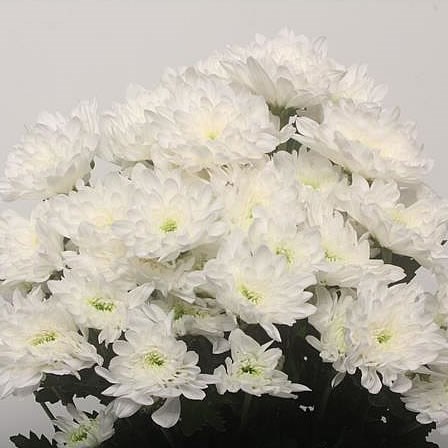 CHRYSANT SPR. AVIATOR
