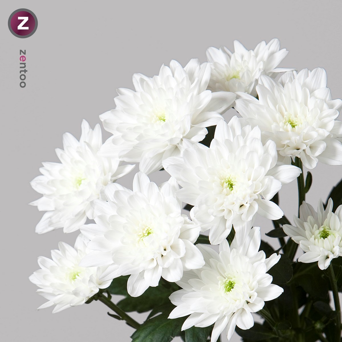 CHRYSANT SPR. BALTICA