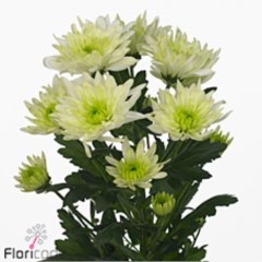 CHRYSANT SPR. BALTICA LIME