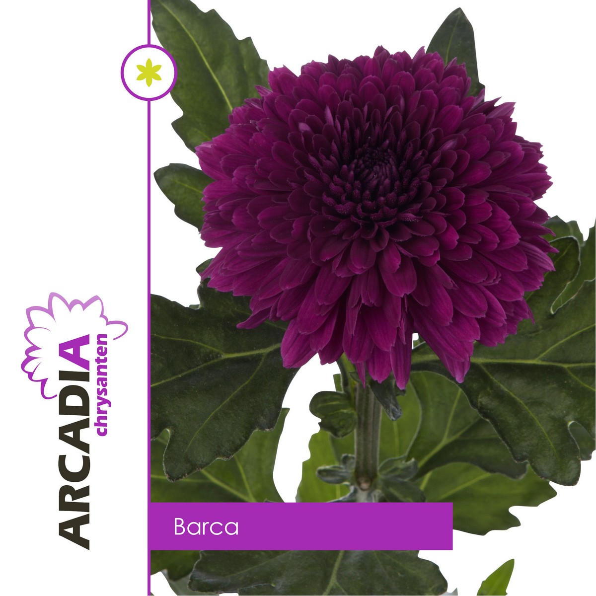 CHRYSANT SGL. BARCA
