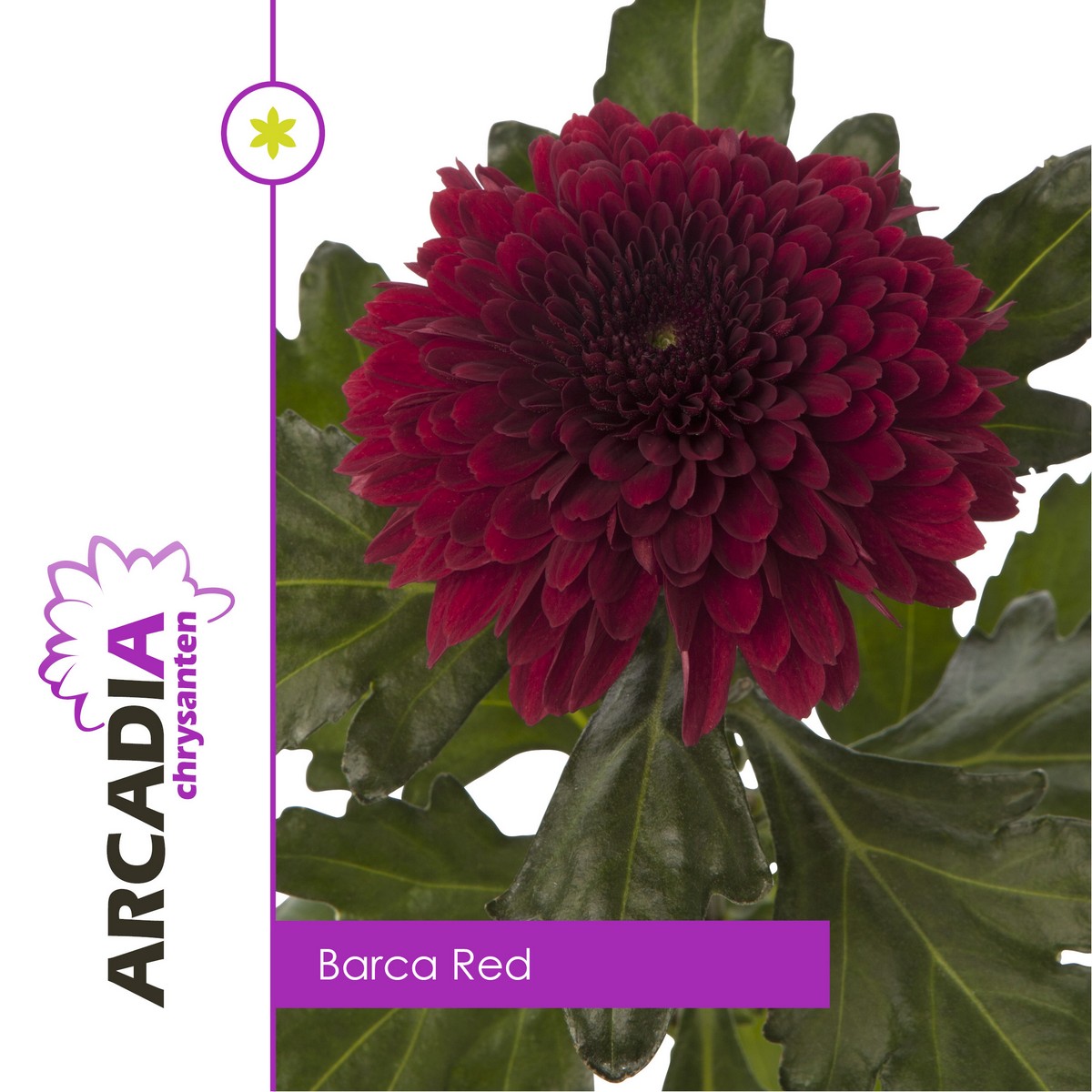CHRYSANT SGL. BARCA RED