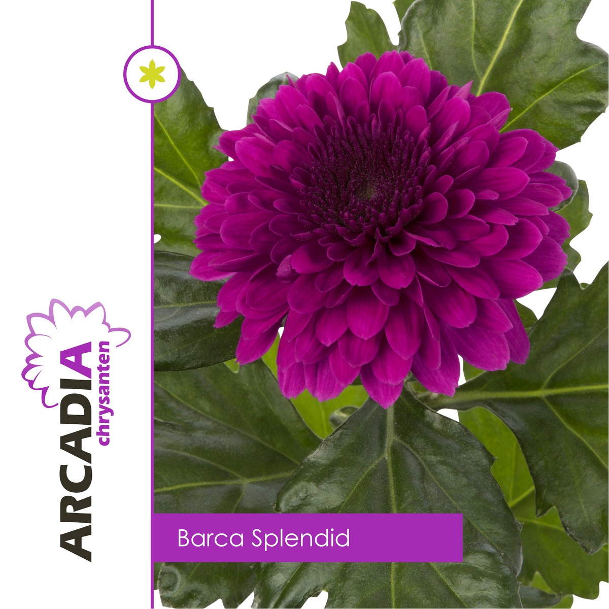 CHRYSANT SGL. BARCA SPLENDID