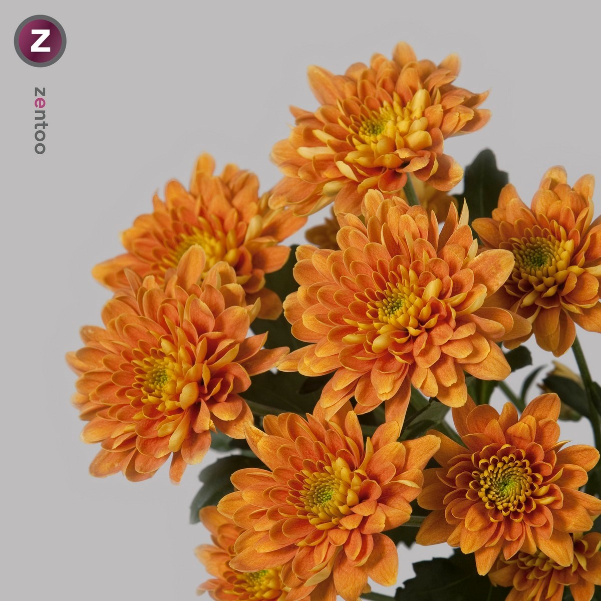 CHRYSANT SPR. BARTOLI