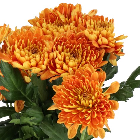 CHRYSANT SGL. BELLAVISTA
