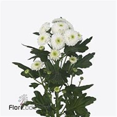 CHRYSANT SPR. COCONUT
