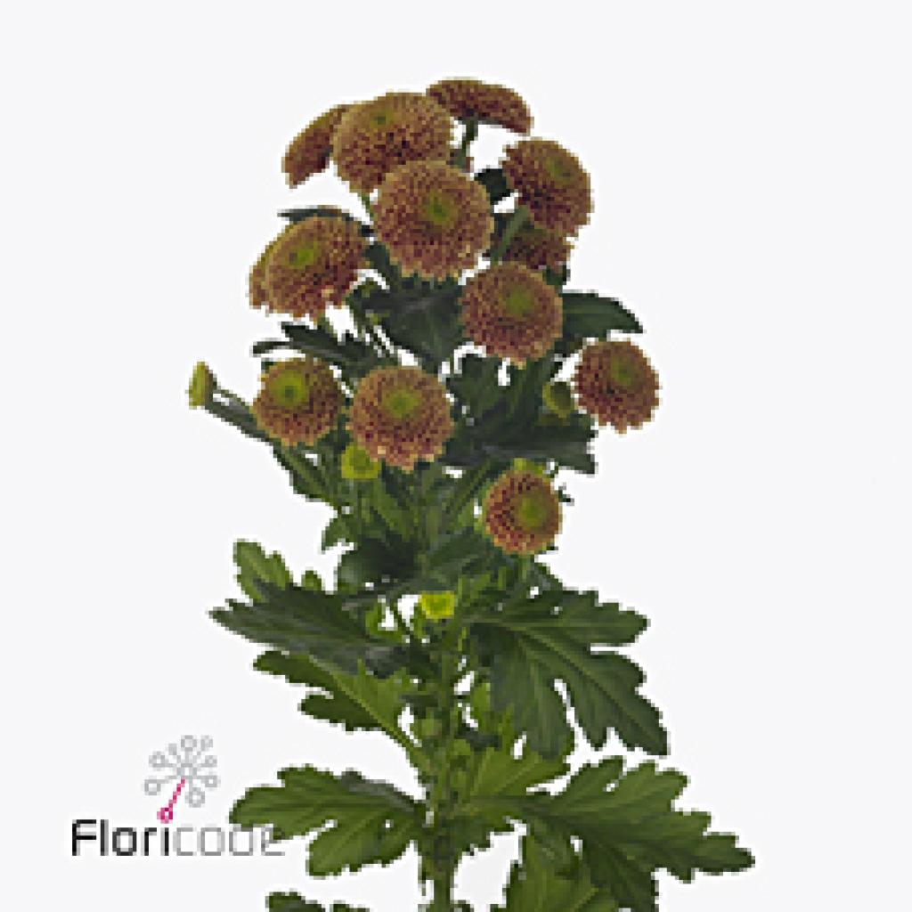 CHRYSANT SAN. DORIA ORANGE