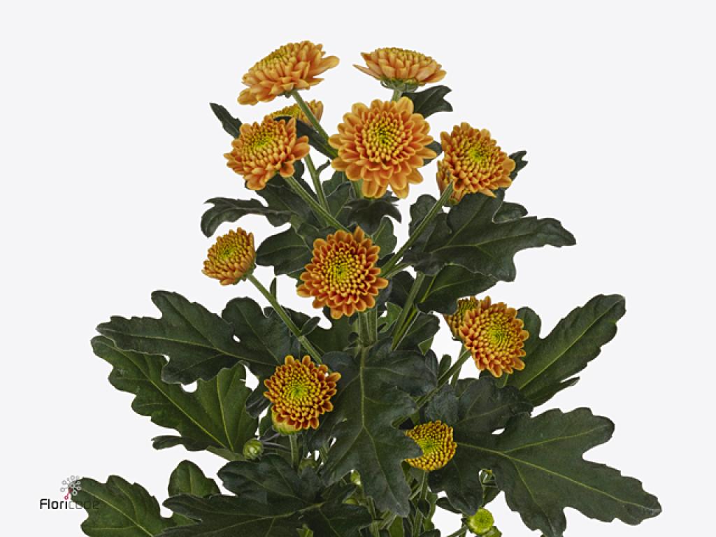 CHRYSANT SAN. DORIA ORANGE