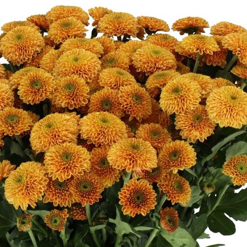 CHRYSANT SAN. DORIA ORANGE