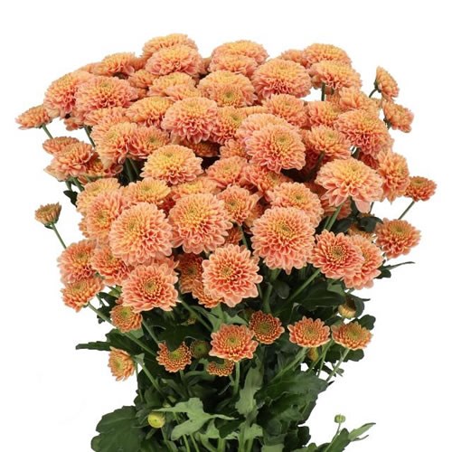 CHRYSANT SAN. ELLISON SALMON