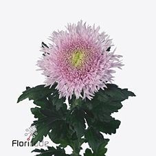 CHRYSANT SGL. ETRUSKO