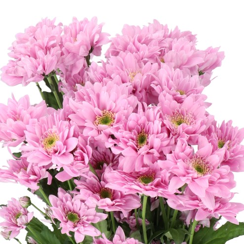 CHRYSANT SPR. FIANNA