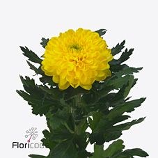 CHRYSANT SGL. FIEBRE