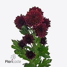 CHRYSANT SGL. FLAMENCA