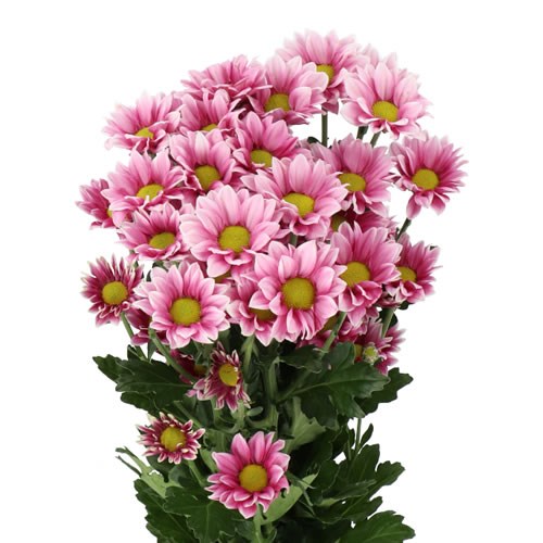 CHRYSANT SPR. HAYDAR PINK