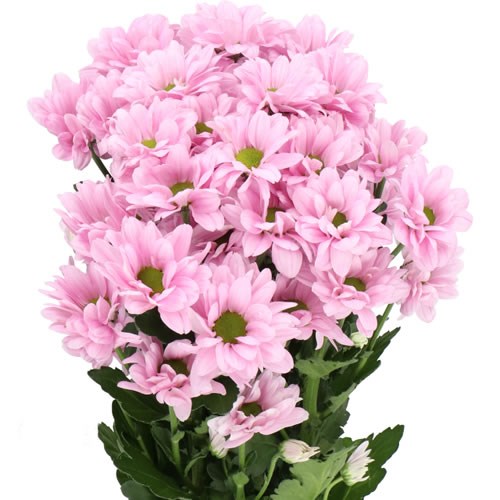 CHRYSANT SPR. KENNEDY ROSY