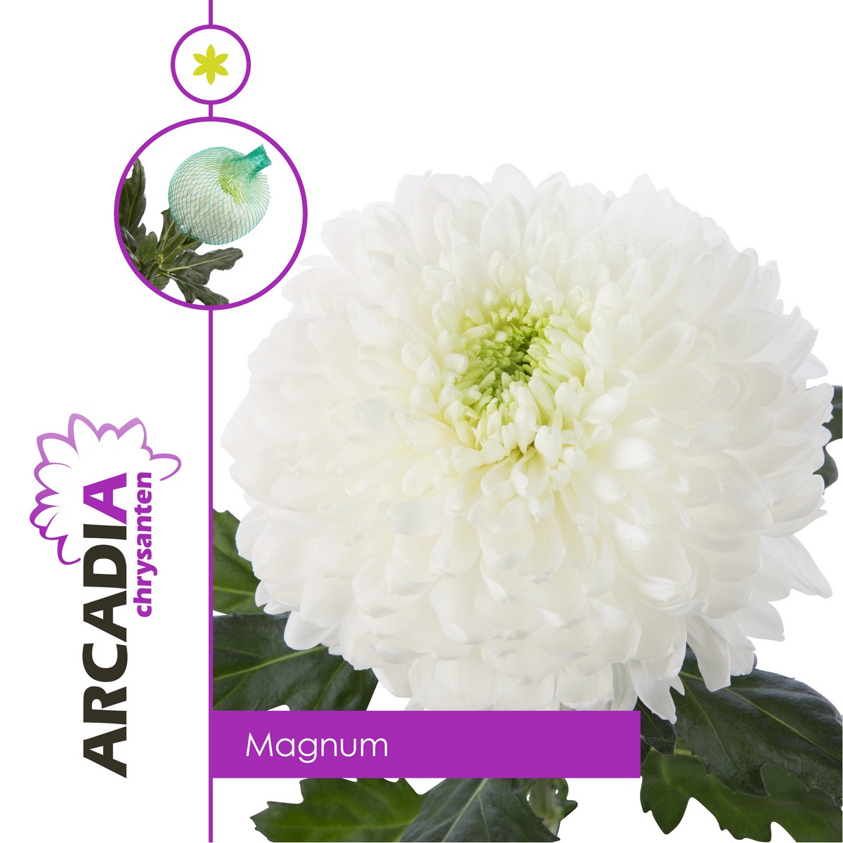 CHRYSANT SGL. MAGNUM