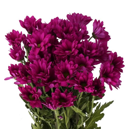 Purple Star Chrysanthemum Bouquet