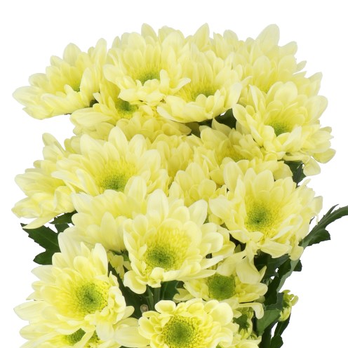 CHRYSANT SPR. RADOST CREAM