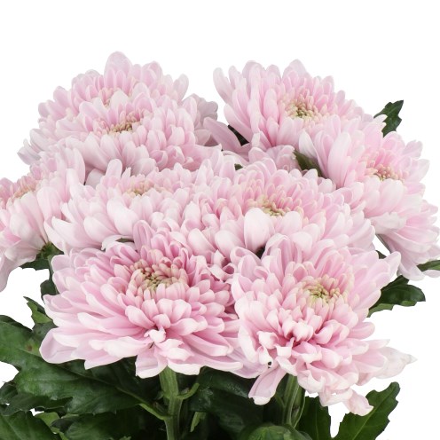 CHRYSANT SGL. ROSSANO