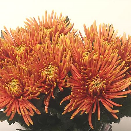 CHRYSANT SGL. SAFFINA DARK