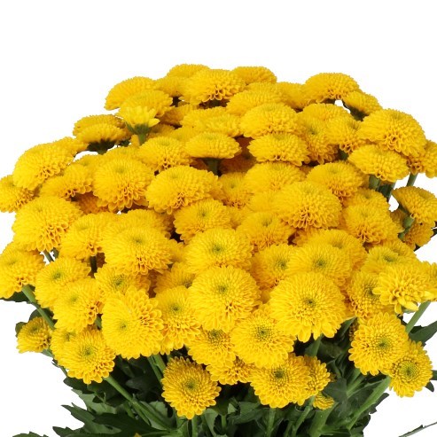 CHRYSANT SAN. AURINKO