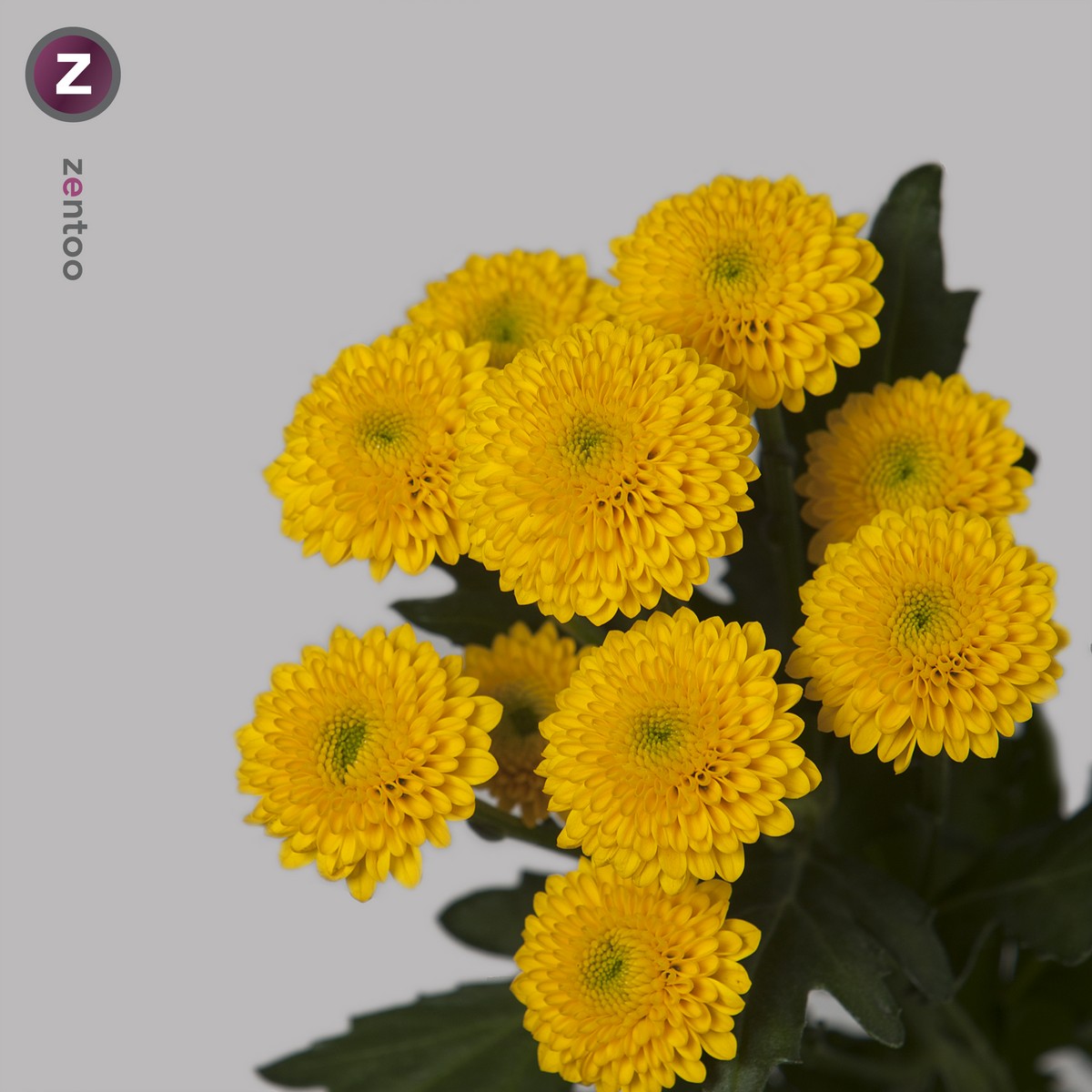 CHRYSANT SAN. AURINKO