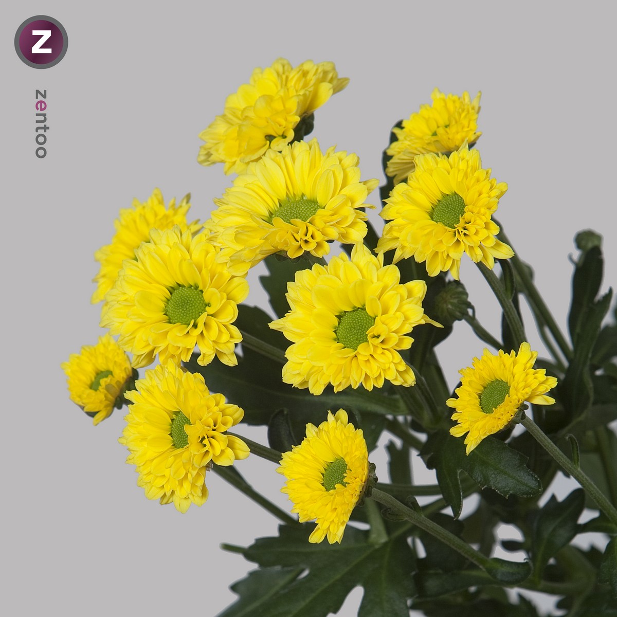 CHRYSANT SAN. AVISO