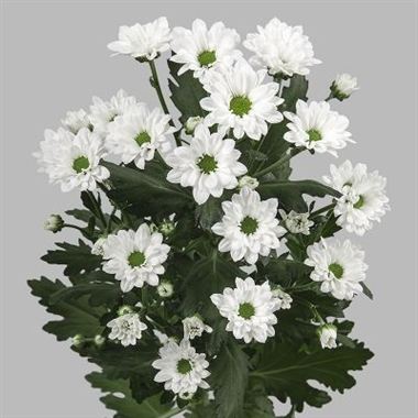 CHRYSANT SAN. BOUNCER