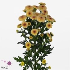 CHRYSANT SAN. CALIMERO APRICOT