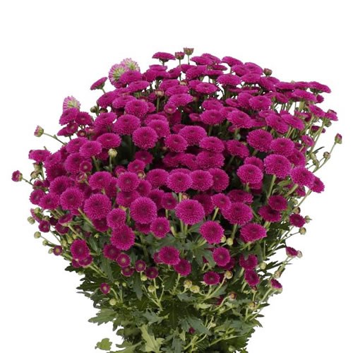 CHRYSANT SAN. CALIMERO DARK PINK