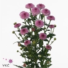 CHRYSANT SAN. CALIMERO DARK PINK