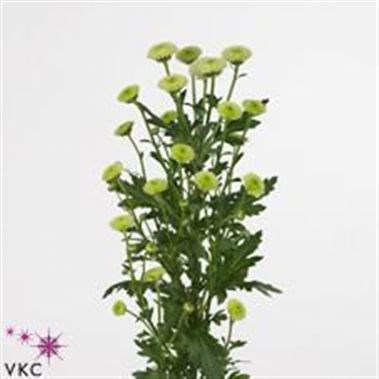 CHRYSANT SAN. CALIMERO MINTY