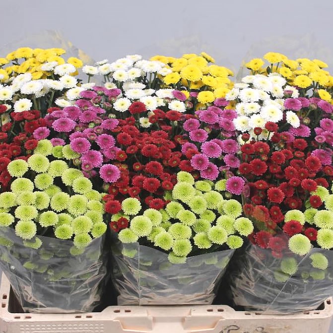 CHRYSANT SAN. CALIMERO MIX (cols may vary)